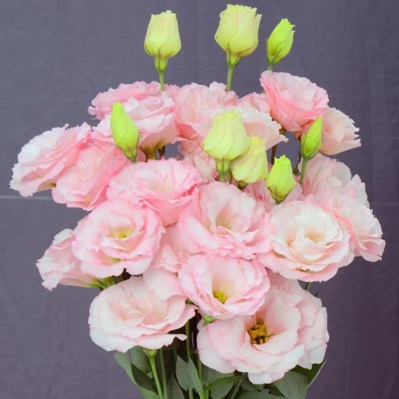 Katmerli Sugar Pink Lisianthus Çiçeği Fidesi (3 Adet)