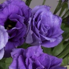 Katmerli Herous Lisianthus Çiçeği Fidesi (3 Adet)