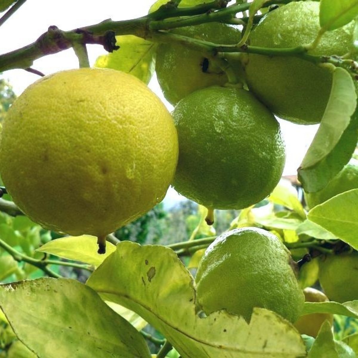 Tüplü Aşılı Özel Ürün Bol Verimli Bergamot Fidanı