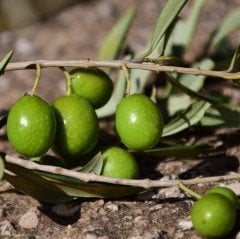 Tüplü Çil Topak Tavşan Yüreği Zeytin Fidanı