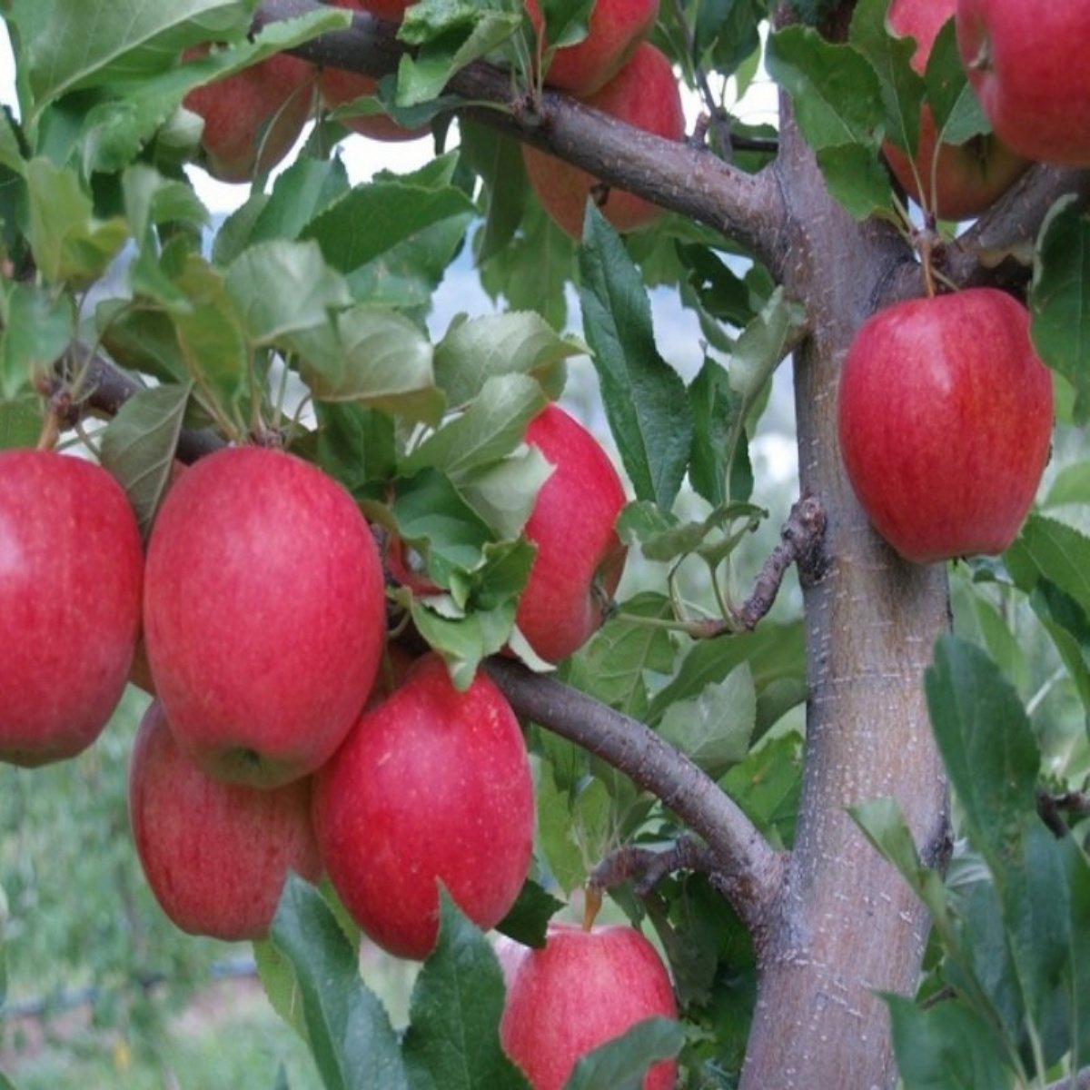 Tüplü Aşılı Çok Erkenci Bol Verimli Yarı Bodur Vista Bella Elma Fidanı