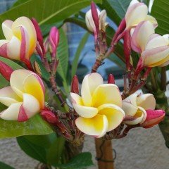 Hoş Kokulu İncognito Amerikan Fulu Plumeria Fidanı (100-200cm)