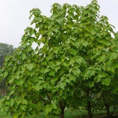 Shantong Mor Çiçekli Yoğun Kokulu Paulownia Ağacı Fidesi (10 adet)