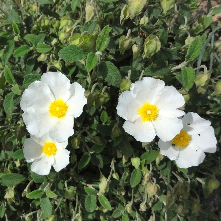 Beyaz Çiçekli Laden Çiçeği Fidanı