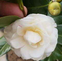 Tüplü Katmerli Beyaz Çiçekli Kamelya Fidanı (10-20 cm)