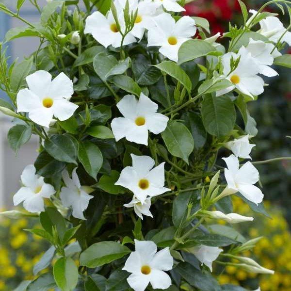 Tüplü Beyaz Renkli Mandevilla Çiçeği Fidanı