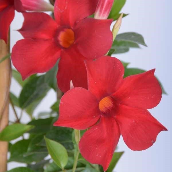 Tüplü Kırmızı Renkli Mandevilla Çiçeği Fidanı