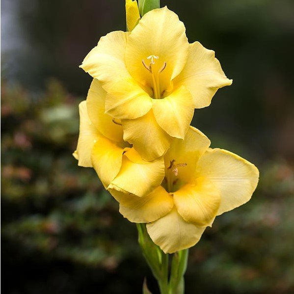 Gladiolus Yellow Swan Glayör Çiçeği Soğanı (2 adet)