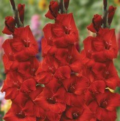 Gladiolus Kırmızı Swan Glayör Çiçeği Soğanı (2 adet)