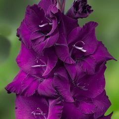 Gladiolus Mor Swan Glayör Çiçeği Soğanı (2 adet)