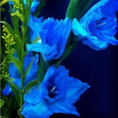 Gladiolus Mavi Swan Glayör Çiçeği Soğanı (2 adet)