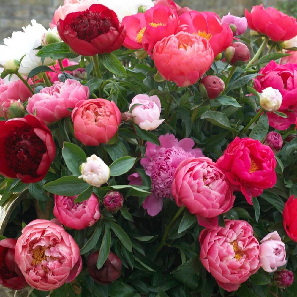 Peonies Festiva Mixed Şakayık Çiçeği Yumrusu-Rizomu(3 Adet)