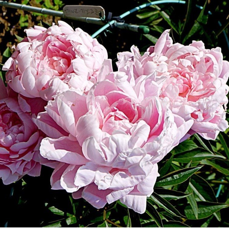 Peonies Festiva Katmerli Pink Şakayık Çiçeği Yumrusu-Rizomu(1 Adet)