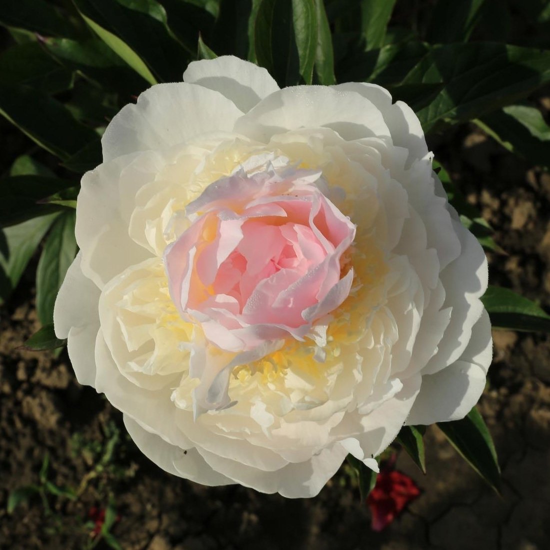 Peonies Festiva Katmerli White Şakayık Çiçeği Yumrusu-Rizomu(1 Adet)