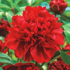 Peonies Festiva Katmerli Red Şakayık Çiçeği Yumrusu-Rizomu(1 Adet)
