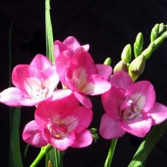 Katmerli Pink Frezya Çiçeği Soğanı
