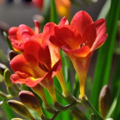 Red Katmerli Frezya Çiçeği Soğanı (5 adet)
