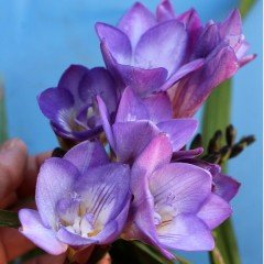 Blue Katmerli Frezya Çiçeği Soğanı(5 adet)