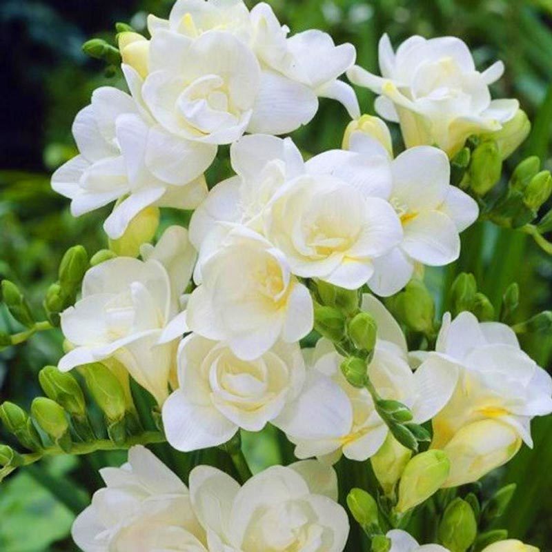 White Katmerli Frezya Çiçeği Soğanı (5 adet)