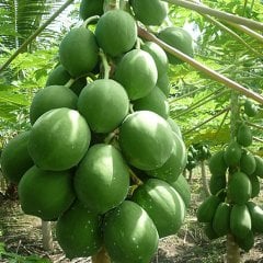 Tüplü Nadir Bulunan Papaya (Ağaç Kavunu) Fidanı