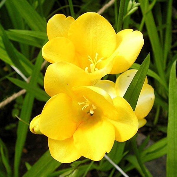 Yellow Katmerli Frezya Çiçeği Soğanı (5 adet)