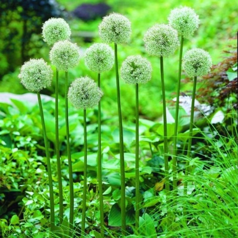 White Allium Everest Çiçeği Soğanı (2 adet)