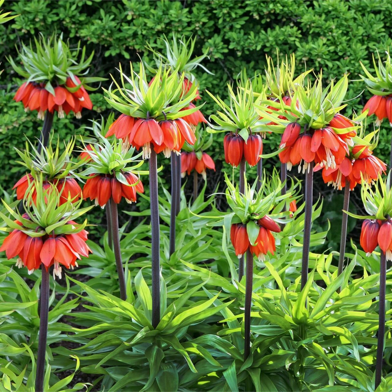 Kırmızı Renkli Fritillaria Rubra Ters Lale Soğanı (1 adet)