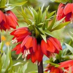 Orange Renkli Aurora Fritillaria Imperialis Ters Lale Soğanı (1 adet)