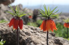 Orange Renkli Aurora Fritillaria Imperialis Ters Lale Soğanı (1 adet)