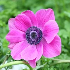 Pembe Sylphide Anemon Çiçeği Soğanı (5 adet)