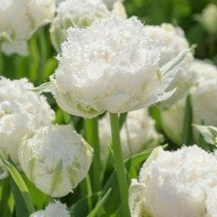 Snow Crystal Fırfırlı Beyaz Lale Soğanı (5 adet)