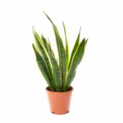 Saksılı Sansevieria Trifasciata Yeşil Beyaz Paşa Kılıcı Fidanı