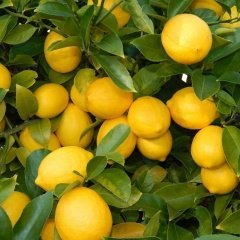 Tüplü Bodur Tipte Çok Yaşlı Üzeri Meyveli Yediveren Limon Fidanı
