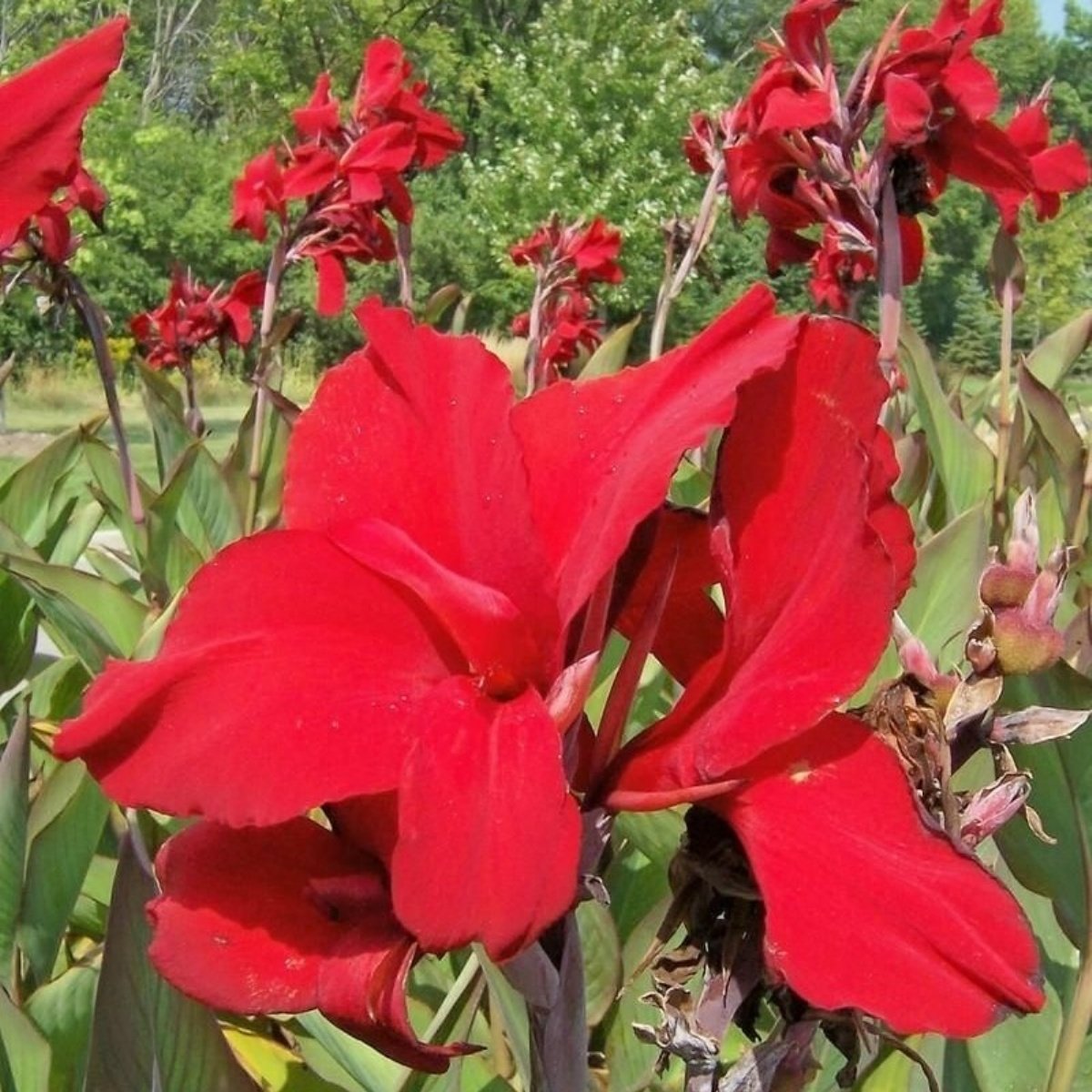 Red Dazzler Canna Tesbih Çiçeği Yumrusu (1 adet)