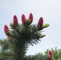 Picea Likiangensis Çin Ladini Tohumu (10 Tohum)