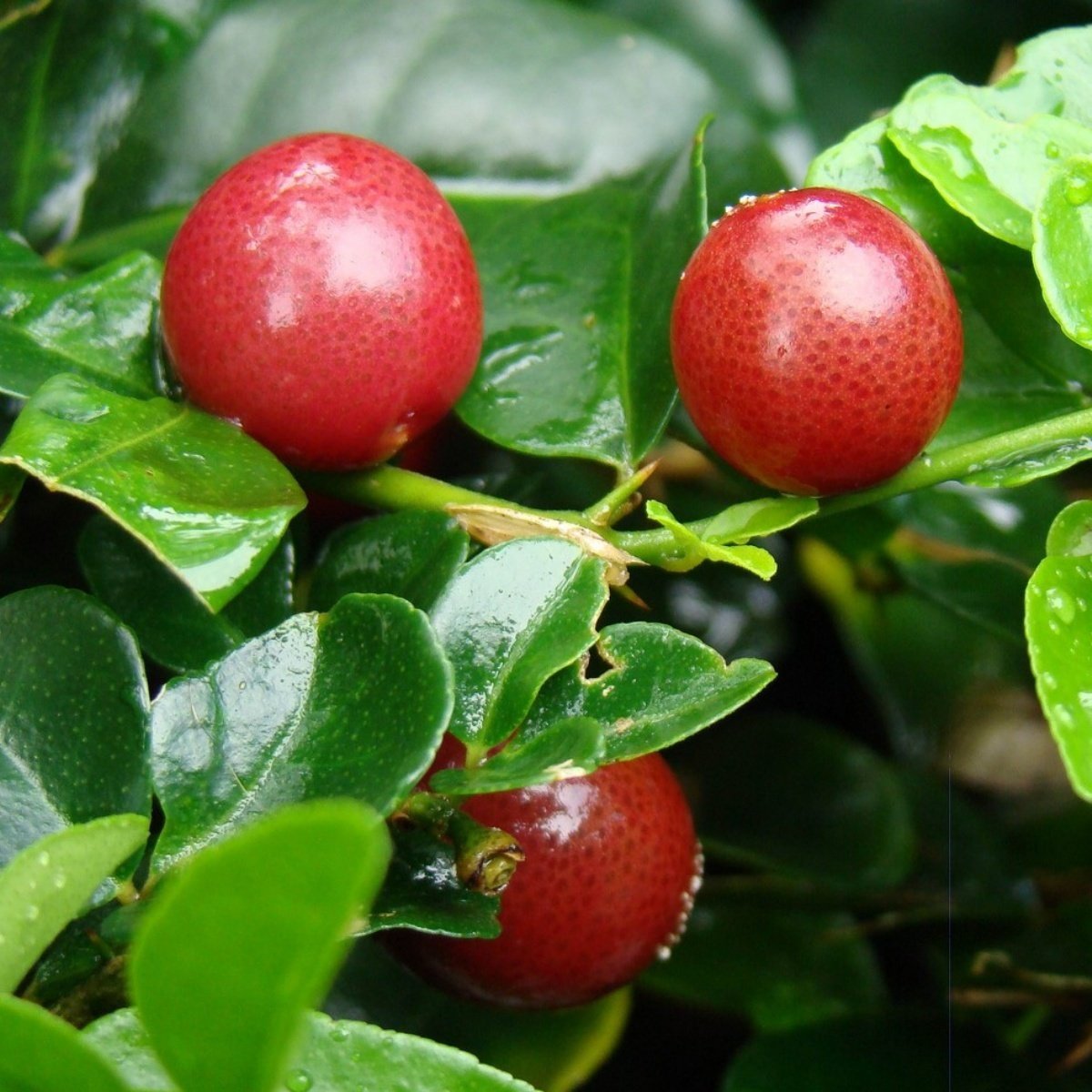 Tüplü Aşılı Verimli Özel Ürün Aromatik Lime Berry Fidanı