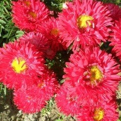 Ponpon Kırmızı Aster Çiçeği Tohumu(50 tohum)