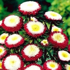 Hinomaru Kırmızı Ponpon Çiçeği Tohumu(50 tohum)