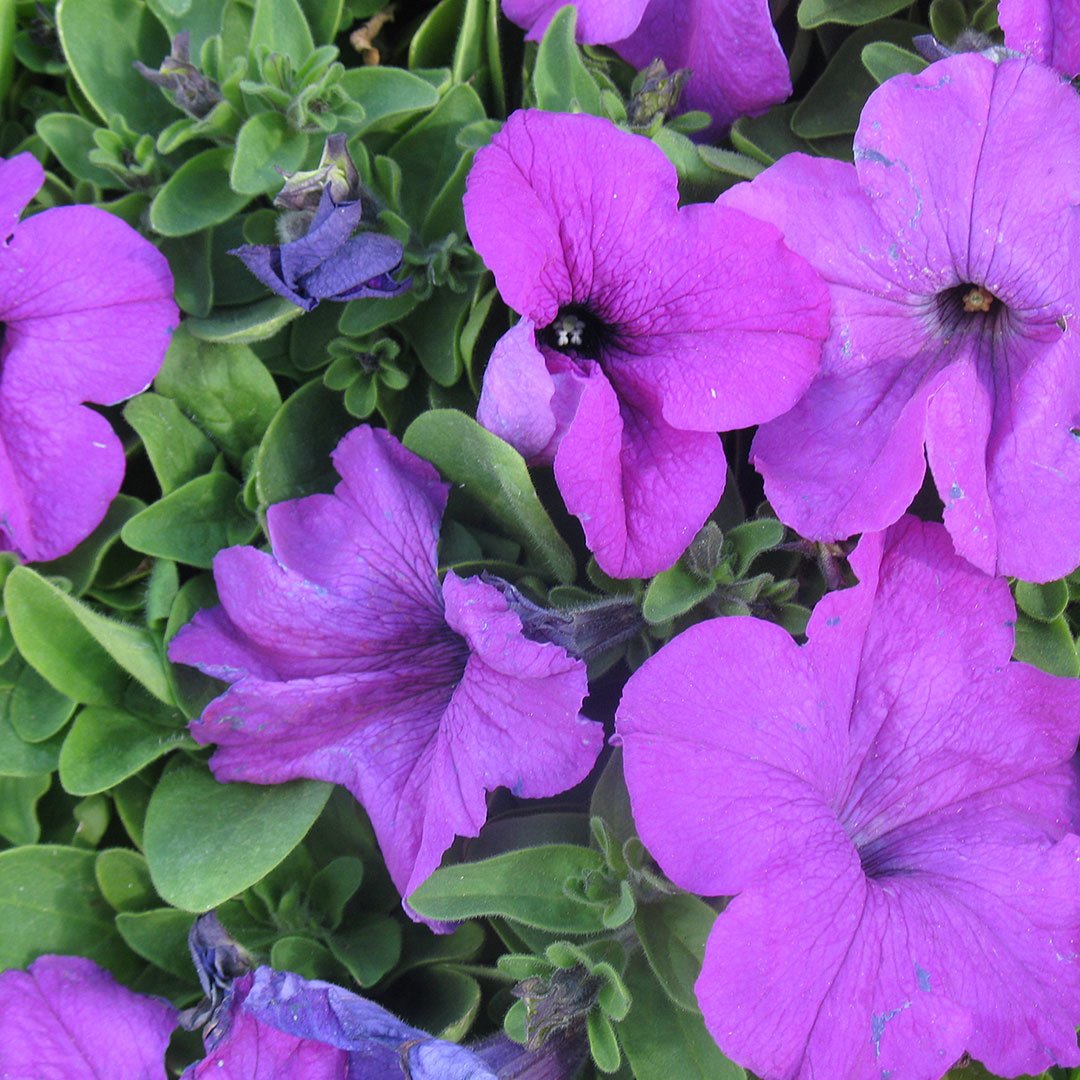 Eflatun Alderman Violet Bodur Petunya Çiçeği Tohumu (800 tohum)