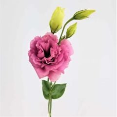 Katmerli Clear Pink Lisianthus Çiçeği Tohumu(5 adet)