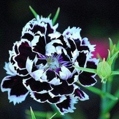 Dianthus Heddewigii Black White Karanfil Çiçeği Tohumu(100 adet)