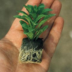 Katmerli İri Çiçekli Power White Lilac Yıldız Dahlia Çiçeği Fidesi (2 adet)