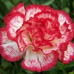 Avranchin Alacalı Karanfil Çiçeği Tohumu (190 tohum)
