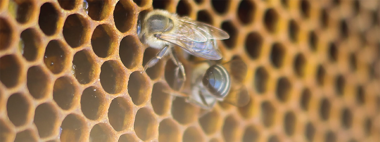 Yalancı Ana Arı Nedir?
