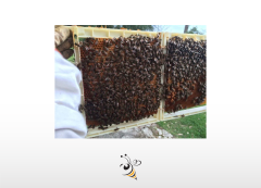 Seleksiyon Çerçeve - Yarım Çerçeve