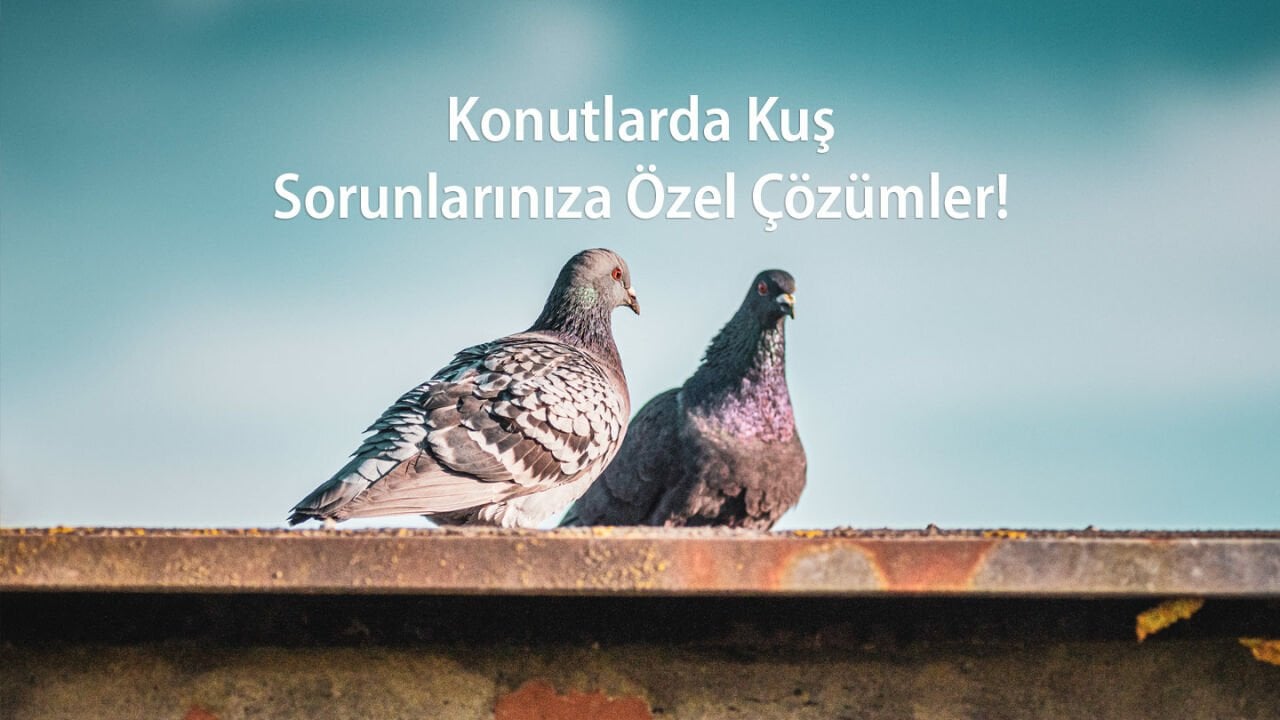 Konutlarda Kuşlara Özel Çözümler