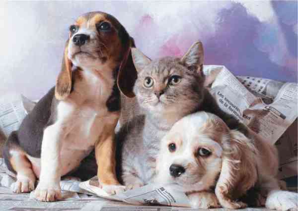 Keskin Color 1000 Parça Kedi Köpek Kardeşliği Puzzle 260362-99