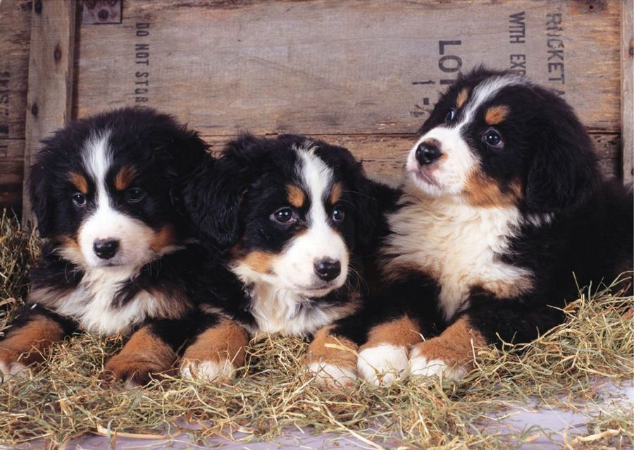 Keskin Color 1000 Parça Üç Yavru Köpek Puzzle 260365-99