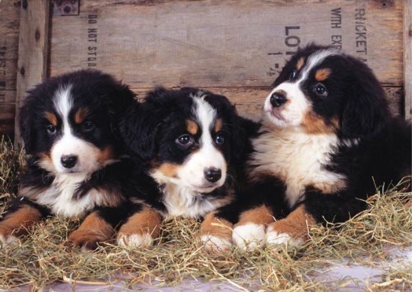 Keskin Color 1000 Parça Üç Yavru Köpek Puzzle 260365-99