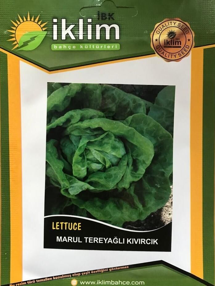 TEREYAĞLI KIVIRCIK MARUL TOHUMU 5 GR TAKRİBİ 2500 ADET TOHUM